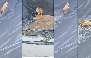 Siirt'te Petrol Sahasında Kurt Paniği: Su Havuzuna Düşen Kurt Zor Anlar Yaşadı