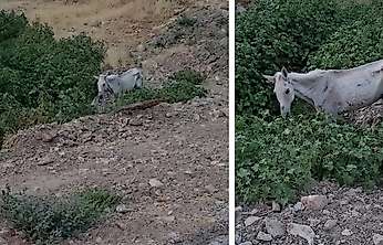 Siirt'te Sahipsiz Bırakılan At İçin Yetkililere Çağrı