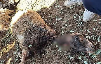 Siirt'te Sahipsiz Köpekler Ahıra Girdi: 3 Kuzu Telef Oldu