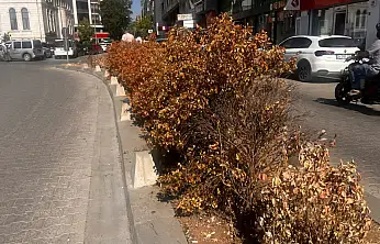 Siirt'te sıcaklar vurdu, bakımsızlık bitirdi: Orta refüjde kuruyan çalılar dikkat çekiyor