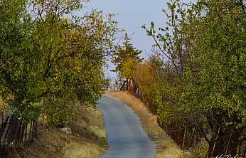 Siirt'te Sonbaharın Büyüsü: Fıstık Bahçeleri ve Doğanın Renkleri Objektiflere Yansıdı
