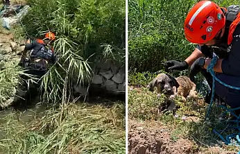 Siirt'te Su Kuyusuna Düşen Köpek AFAD Ekiplerince Kurtarıldı