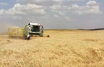 Siirt'te TMO Ödemeleri Başlıyor! Çiftçilerin Hesaplarına Yatırılacak