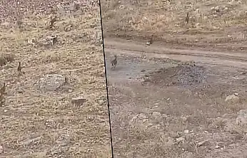Siirt'te Yaban Keçileri Objektife Takıldı: Doğanın Zarif Tırmanıcıları Görüntülendi