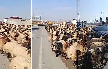 Siirt'te Yayladan Dönüş Başladı: Yüzlerce Koyun İpek Yolu'nda