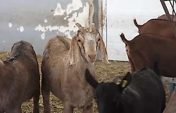 Siirt'te yerli kıl keçileri için umut veren gelişme: 40 oğlak dünyaya geldi