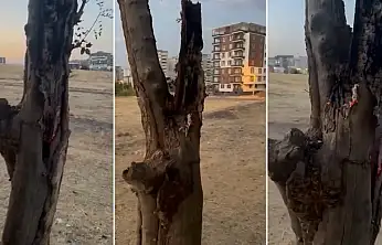 Siirt'te Yeşil Ağacın Gövdesini Yaktılar