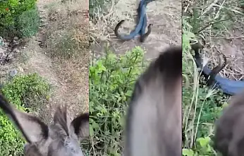 Siirt'te Yılanların Çiftleşme Dansı Kameraya Yansıdı