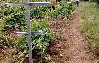 Siirt'te Yüksek Telli Bağ Projesi Başvuruları Başladı! Son gün 23 Ocak 2026