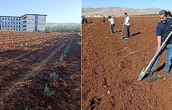 Siirt Üniversitesi Kampüsünde 4 Dekarlık Lavanta Bahçesi Kuruldu