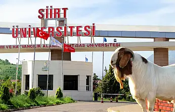 Siirt Üniversitesi Keçi Satışına Başlıyor: Fiyatlar Belli Oldu