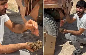Siirtli Arıcının İlginç Hasadı: Traktör Römorkuna Konan Oğul Arıları Ellerine Aldı