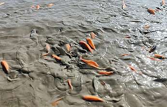 Su Takviyesi Yetersiz Kaldı: Çayırlı Göleti Kuruma Riski Altında