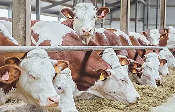 TÜİK verileri açıkladı: Siirt'te büyükbaş hayvan sayısı 29 bin 602 oldu