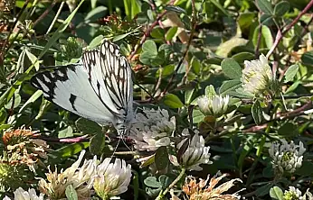 Yapmurtepe Anaokulu Bahçesinde Nadir Tür Heyecanı: 'Beyaz Öncü' Kelebeği Görüldü