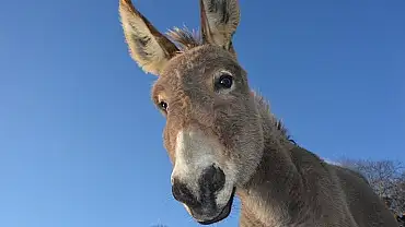 Siirt’te Eşek Sayısı Belli Oldu