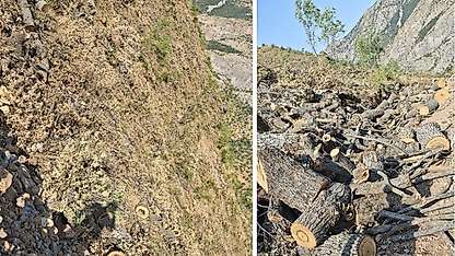 Siirt-Bitlis sınırında orman kesimine tepki: 'Doğa ve yaban hayatı zarar görüyor'