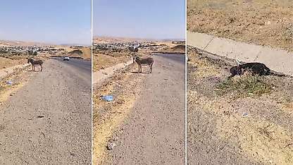 Siirt Kurtalan Girişinde Yürek Burkan Görüntü: Eşek 4 Gündür Yavrusunun Başından Ayrılmıyor