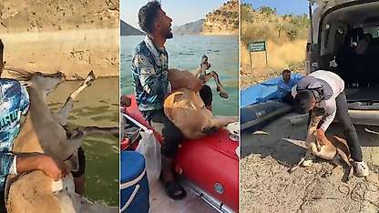 Siirt'te Örnek Davranış: Yaralı Dağ Keçisini Bulup Yetkililere Teslim Ettiler