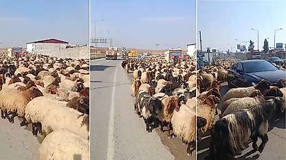 Siirt'te Yayladan Dönüş Başladı: Yüzlerce Koyun İpek Yolu'nda