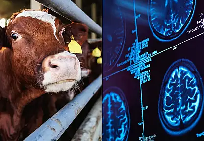 Deli dana alarmı! Türkiye'de yıllar sonra görülen vakalar endişe yarattı