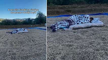 4 Ton Siirt Fıstığının Üzerinde Uyudu: Sosyal Medyada Gündem Oldu