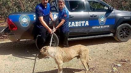 Bakanlık Talimat Verdi! Siirt'te Sokak Hayvanları Denetlenecek