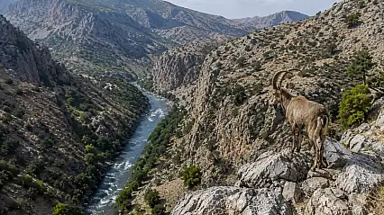 DEM Parti'den Siirt'teki Yaban Keçisi Av İhalesine Tepki: Doğa Satılık Değildir