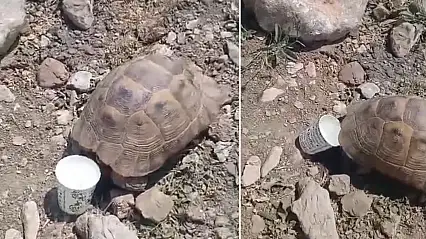 Pervari'de Sıcaktan Bunalan Kaplumbağaya Su Verdi