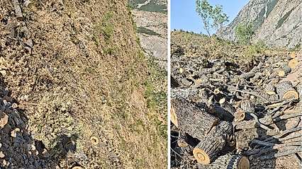 Siirt-Bitlis sınırında orman kesimine tepki: 'Doğa ve yaban hayatı zarar görüyor'