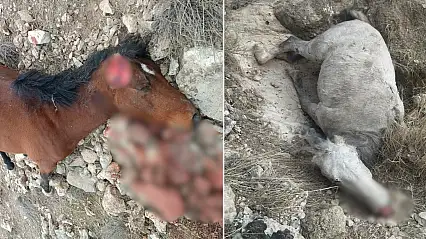 Siirt Botan Vadisi'nde 5 at katledildi