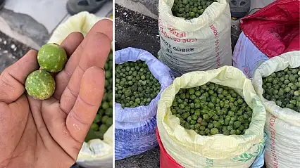 Siirt'in dağlarında yetişiyor, köylüye gelir kapısı oluyor: Mazı meşesinin bilinmeyen hikâyesi