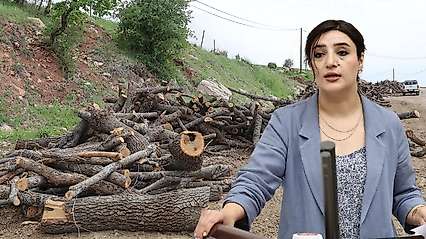 Siirt Milletvekili Sabahat Erdoğan Sarıtaş Besta ve Gabar'daki Ağaç Kesimlerini Meclis'e Taşıdı