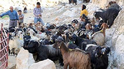 Siirt'te 1000 Keçi Suni Tohumlama ile Islah Ediliyor