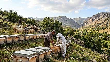 Siirt'te Arıcılık Ve Hayvancılıkla Uğraşan Üreticilere Destek Artırıldı