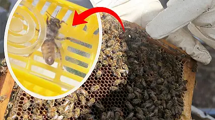Siirt'te Arıcılıkta Yeni Dönem: Bölgede İlk Kez Bilimsel Ana Arı Üretimi Yapıldı