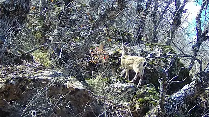Siirt'te domuz avına çıkan avcı, dağ keçisiyle karşılaştı