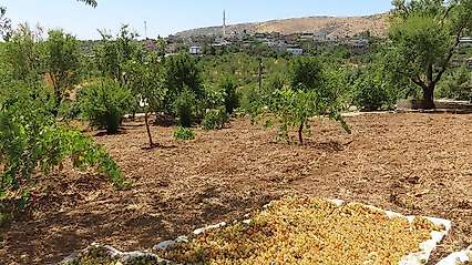 Siirt'te Eylül Ayıyla Birlikte Kuru Üzüm Mesaisi Başladı