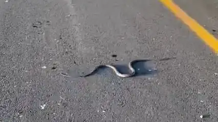 Siirt'te Havaların Isınmasıyla Yılanlar Ortaya Çıkıyor