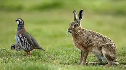 Siirt'te keklik, yaban tavşanı ve tilki avı sezonu kapandı