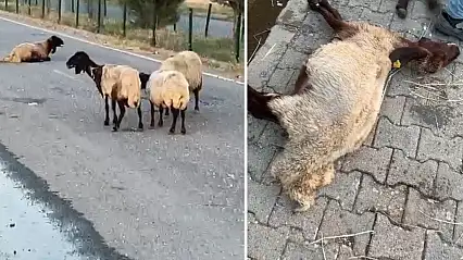Siirt'te Onlarca Hayvan Telef Olmuştu! Ölüm Nedeniyle İlgili Şok İddia Ortaya Çıktı