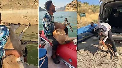 Siirt'te Örnek Davranış: Yaralı Dağ Keçisini Bulup Yetkililere Teslim Ettiler
