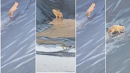 Siirt'te Petrol Sahasında Kurt Paniği: Su Havuzuna Düşen Kurt Zor Anlar Yaşadı