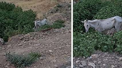 Siirt'te Sahipsiz Bırakılan At İçin Yetkililere Çağrı