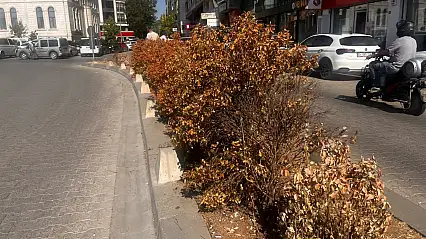 Siirt'te sıcaklar vurdu, bakımsızlık bitirdi: Orta refüjde kuruyan çalılar dikkat çekiyor