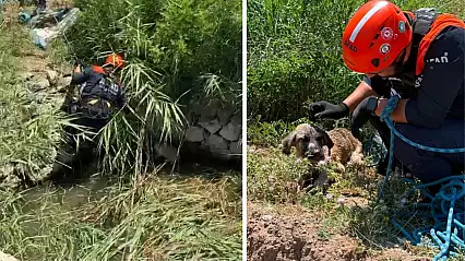 Siirt'te Su Kuyusuna Düşen Köpek AFAD Ekiplerince Kurtarıldı