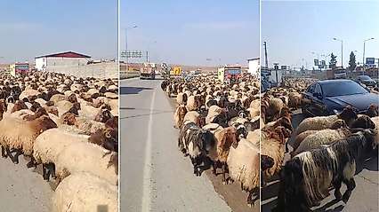 Siirt'te Yayladan Dönüş Başladı: Yüzlerce Koyun İpek Yolu'nda