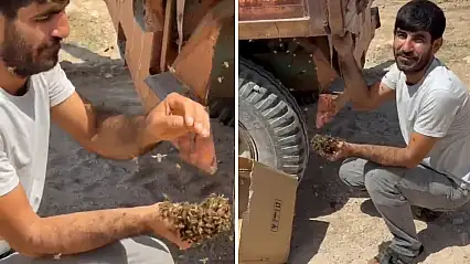 Siirtli Arıcının İlginç Hasadı: Traktör Römorkuna Konan Oğul Arıları Ellerine Aldı
