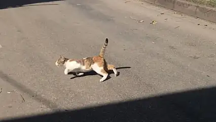 Diyarbakır'da Sokak Kedisi Isırdı, 4 Ay Sonra Kuduz Tespit Edildi