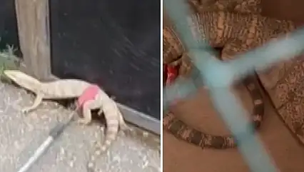 Şırnak'ta İkinci Kez Görülen Çöl Varanı Tedavi Edilip Doğaya Bırakıldı